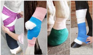Animal bandages